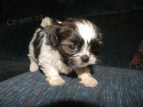 �t��ata Shih Tzu k dispozici