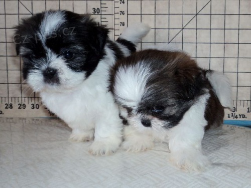 �t��ata Shih Tzu k dispozici