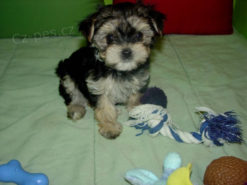 Jork��rsk� teri�r �t��ata