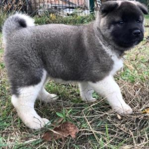 O�kovan� a velmi zdrav� Shiba Inu