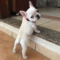 �t��ata Boston Terrie jsou k dispozici k adopci. O�kovan� a je dod�v�n s pasem