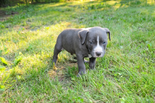 �t��ata Pit Bull jsou k dispozici k adopci