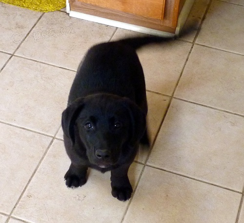 Zdrav� �t��ata labradorsk�ho retr�vra.