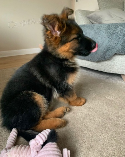 �t��ata n�meck�ho ov��ka k dispozici k adopci.