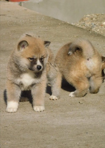 Japonsk� akita �t��ata