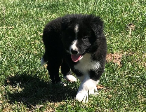 border kolie �t��ata