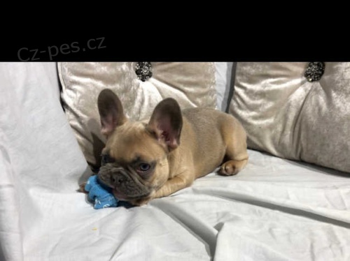  Francouzsk� buldo�ek je skv�l� spole�n�k, rodinn� p��tel a v�stavn� pes.