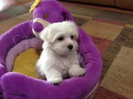 Malt�zsk� �t��ata k dispozici s PP.