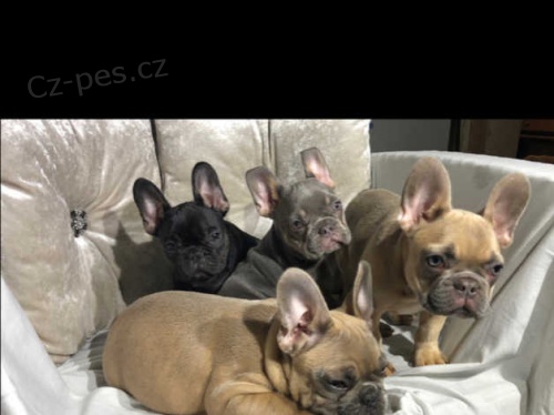 Francouzsk� buldo�ek �t��ata na prodej