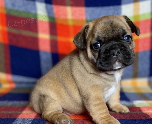 Francouzsk� buldo�ek �t��ata