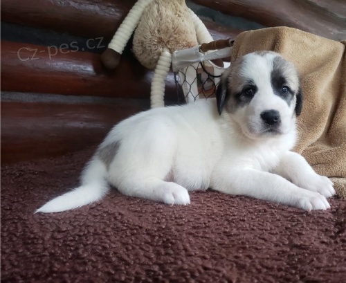 anatolsk� ov��k