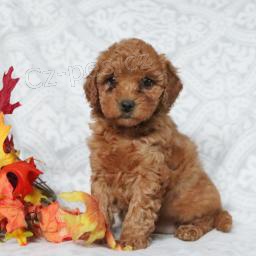 Miluj�c� Mini Goldendoodle