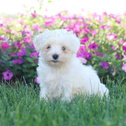 Miluj�c� malt�tina