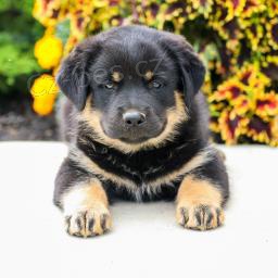 Rozko�n� Rotvajler