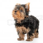 Mil� york��rsk� teri�r