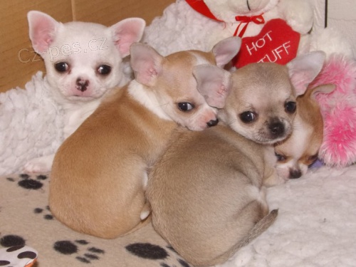 Zdrav� �t��ata �ivavy