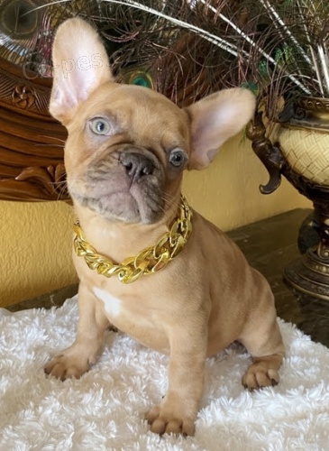 Kr�sn� b�ov� mu� a �ena   francouzsk� buldok �t��ata