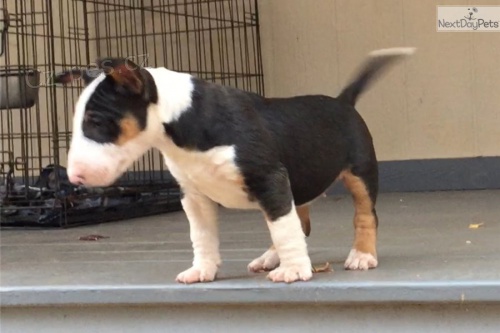 bulteri�r �t��ata