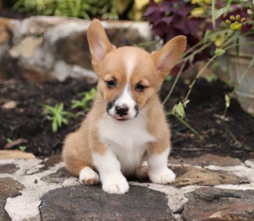 Hou�evnat� �t��ata Pembroke Welsh Corgi