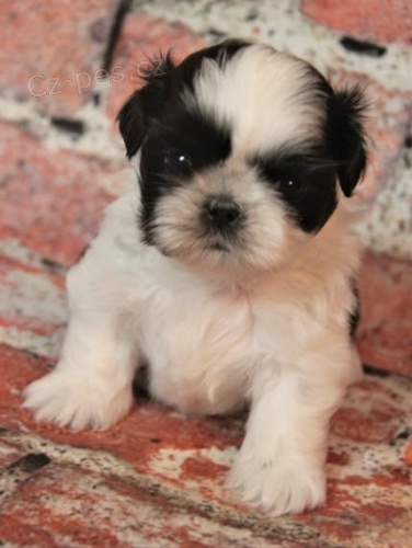 Kr�sn� a zdrav� �t��ata Shih Tzu na prodej.