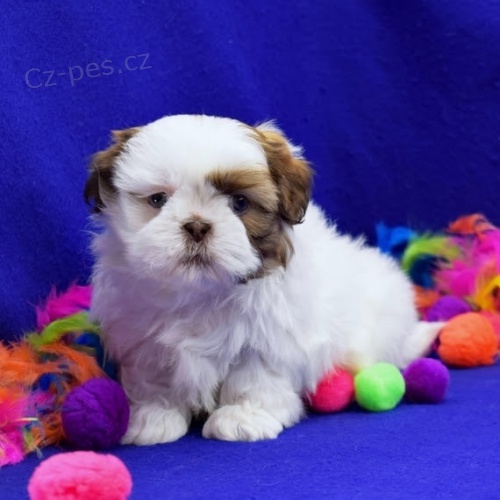 N�dhern� mu� a �ena Shih Tzu