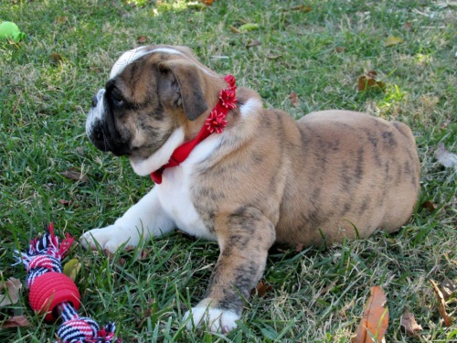 Anglick� buldok �t��ata k dispozici