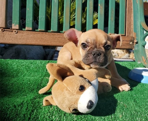 k dispozici kr�sn� �t��ata francouzsk�ho buldo�ka