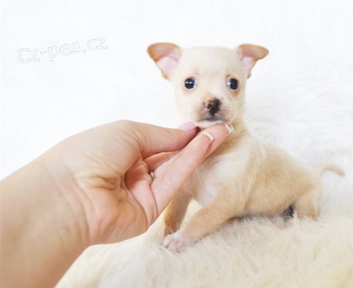 �t��ata �ivavy