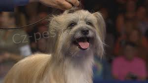 Pyrenejsk� ov��k �t��ata