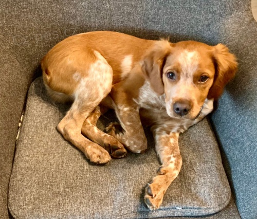 Breta�sky oha�: Albert