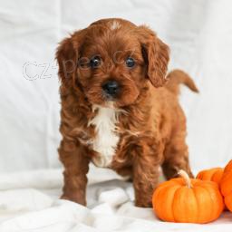 Roztomil� Cavapoo