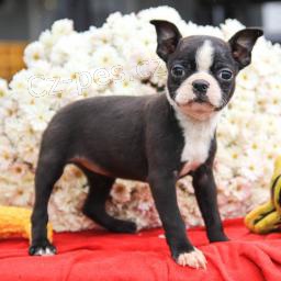 Nad�en� bostonsk� teri�r