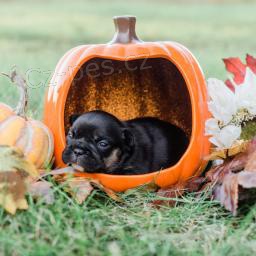 Jemn� francouzsk� buldo�ek