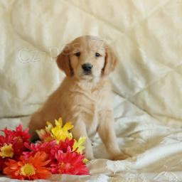 Mil� zlat� retr�vr