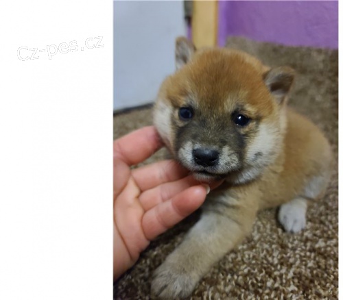�t��ata shiba inu