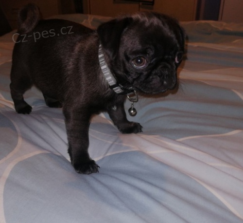 �istokrevn� �ern� mops �t��ata