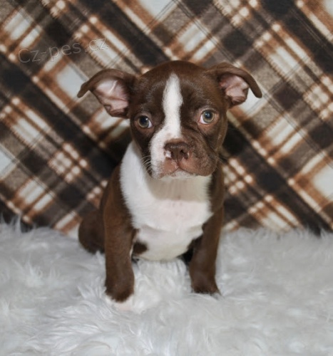 O�kovan� a od�erven� �t��ata bostonsk�ho teri�ra.