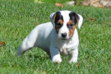 Jack Russell teri�r �t��ata na prodej.