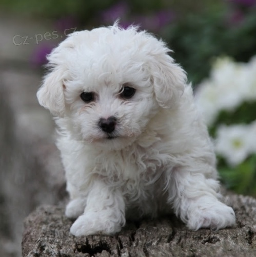 Kr�sn� sn�hob�l� bi�onek �t��ata na prodej