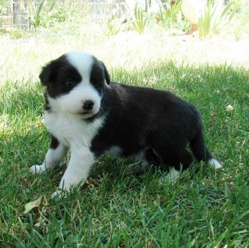 �t���tka border kolie na prodej
