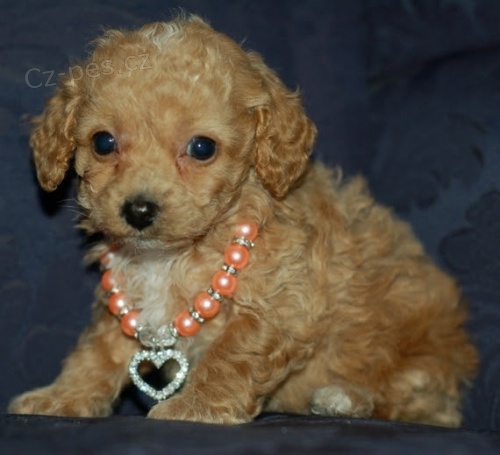 Kr�sn� a velmi zdrav� �t���tka pudla na prodej.