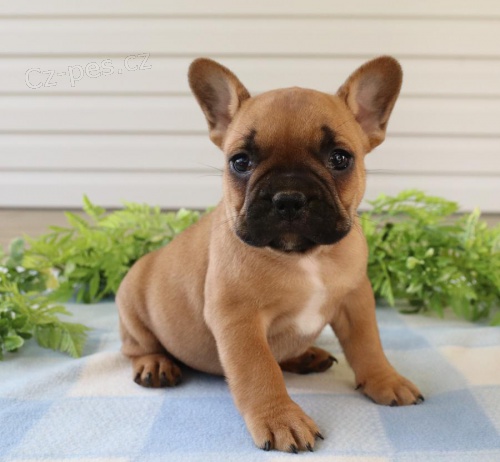 N�dhern� francouzsk� buldo�ek