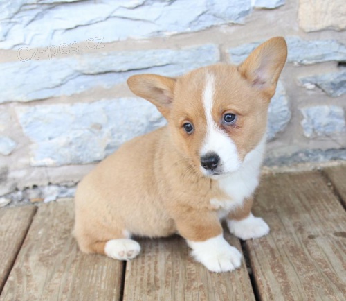 N�dhern� Welsh Corgi (Pembroke)