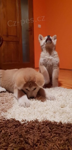 �t��ata akita inu  jsou v�m k dispozicii.