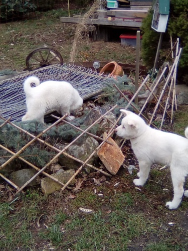 �t��ata akita americka   jsou v�m k dispozicii.