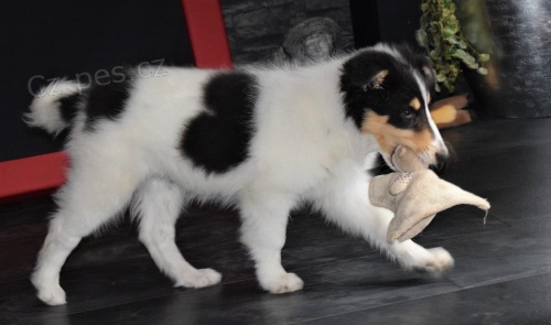 �t��ata americk�ch koli� k adopci