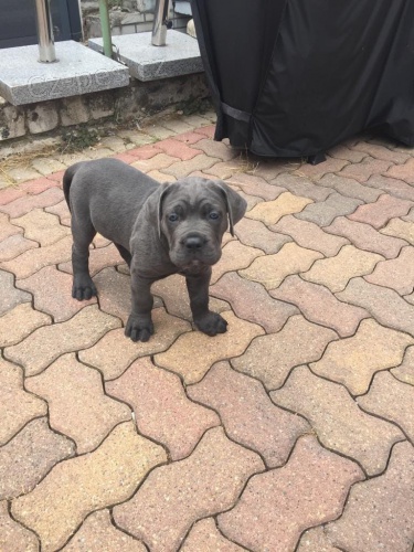 k dispozici �t��ata cane corso