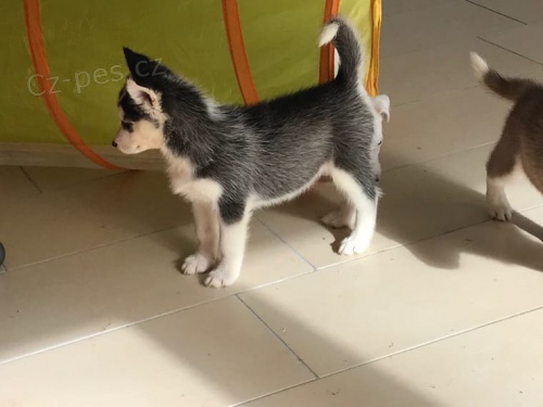 modr� o�i �t���tka sibi�sk�ho husky pro adopci. kontakt pro v�ce informac� a obr�zk�