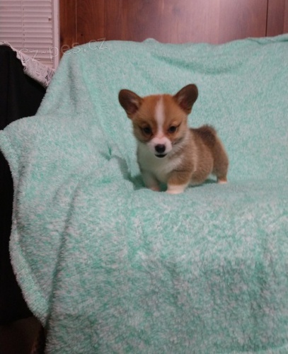 Welsh  corgi cardigan  t. Byli vychov�ni v na�em dom� spolu se svou matkou a t�tou.