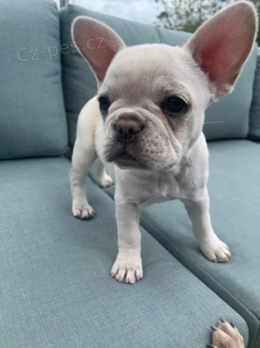 Kr�sn� francouzsk� buldo�ky, samice a samci